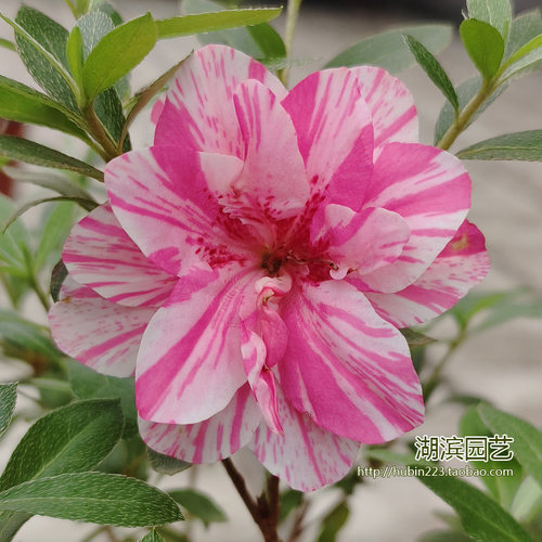 唐狮子牡丹重瓣多色夏鹃皋月杜鹃