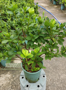 【一物一拍】春波 大花复色蓝紫色一加仑多分枝根系满超壮苗包邮