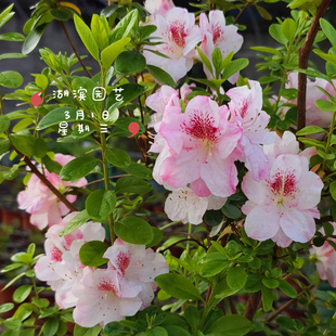 日本杜鹃 东洋杜鹃 玉子 春鹃花园阳台庭院开花灌木 夏日4折