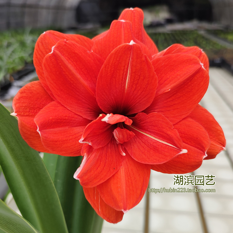 尼拉球根秘鲁大花朱顶红湖滨园艺