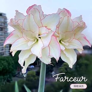 【湖滨园艺】滑稽演员 南非进口洋重瓣朱顶红孤挺花球根花卉植物