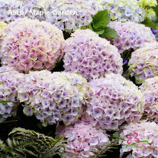 【湖滨园艺】魔幻海洋 水晶绒球 魔幻系列绣球 盆栽花卉 庭院露台