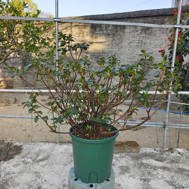 一生之春二加仑超壮苗带花苞包邮