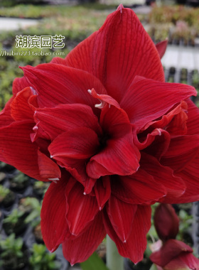 【湖滨园艺】红色多伦 大花重瓣朱顶红多年生球根花卉阳露台庭院
