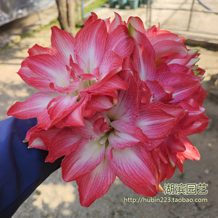 【湖滨园艺】蒂卡舞曲 蒂卡梦露 秘鲁超美超大花重瓣朱顶红孤挺花