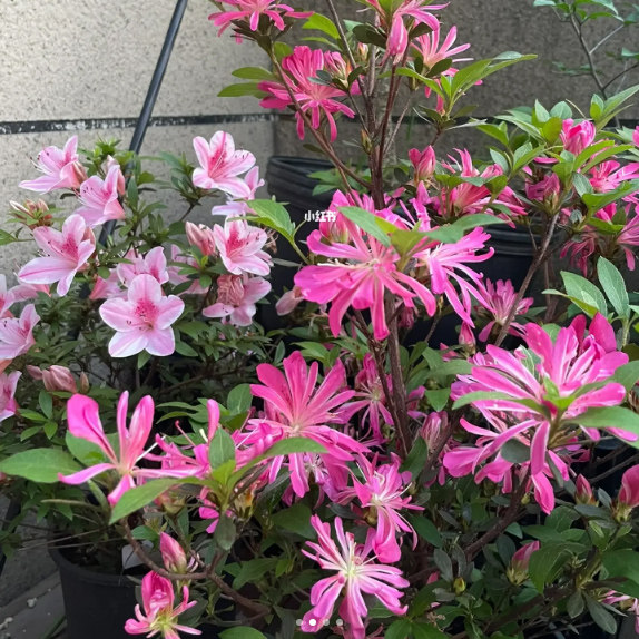 花瓶皋月杜鹃湖滨园艺菊花瓣复色