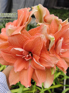 珊瑚之星秘鲁朱朱顶红湖滨园艺