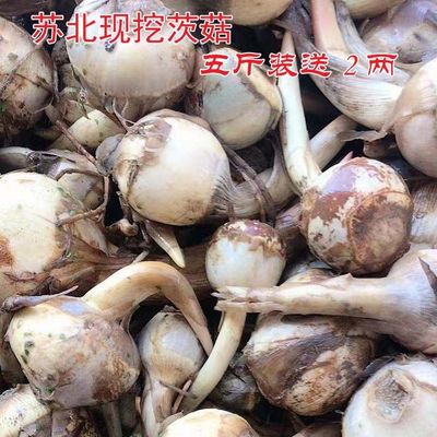 苏北农家现挖茨菇配新鲜茨菇东台新鲜蔬菜牙菇白栗时令菜茨菰