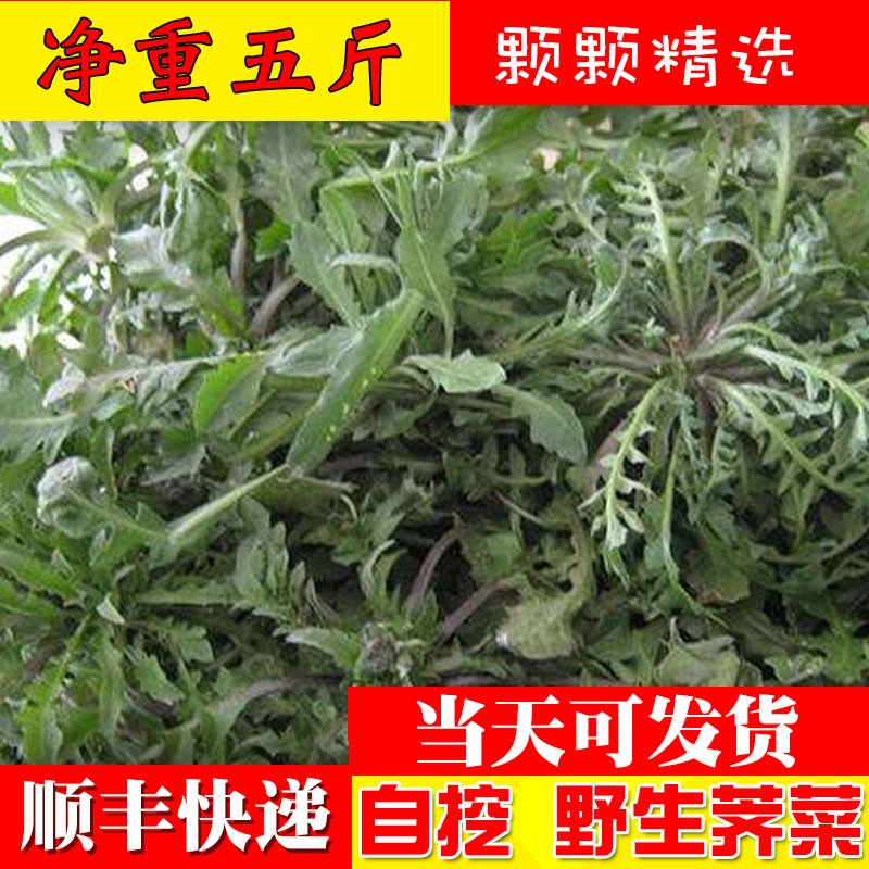 2025苏北现挖新鲜荠荠菜野地种植菜地菜混沌饺子 包子春卷馅3斤