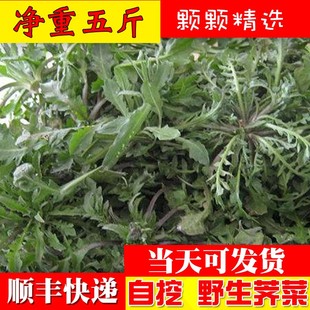 2025苏北现挖新鲜荠荠菜野地种植菜地菜混沌饺子 包子春卷馅3斤