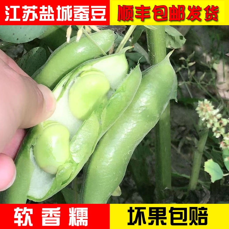 蚕豆新鲜蔬菜农家自种带壳嫩胡豆5斤装包邮当季时令鲜蚕豆5斤包邮