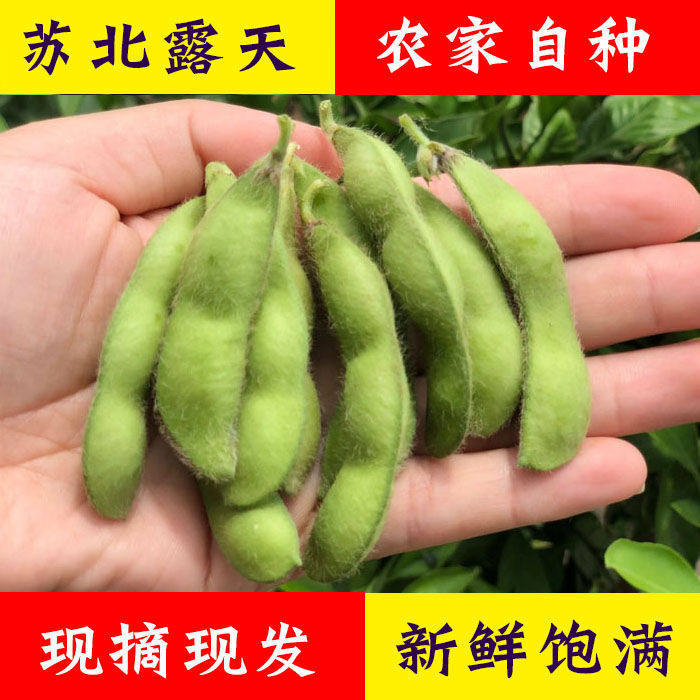 包邮苏北农村新鲜现摘毛豆角青毛新鲜豆类