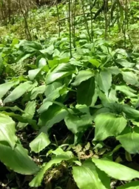 野菜鹿耳韭 天韭 天蒜 天葱 野生新鲜时令绿色野菜500g