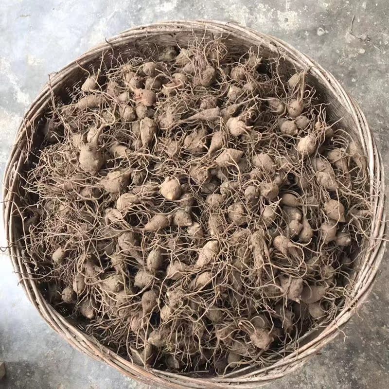 新鲜现挖乌头种苗 中草药南北付子苗花卉包邮