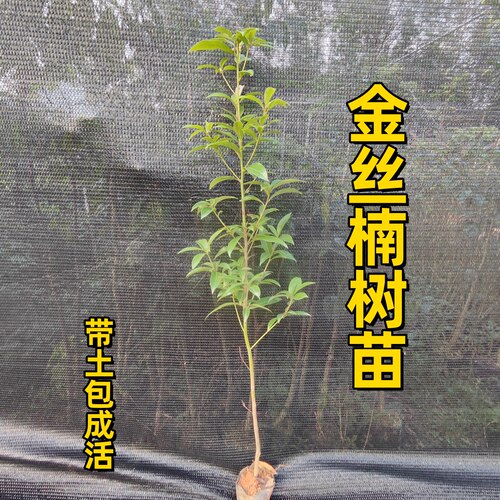 金丝楠树苗常绿庭院楠木苗