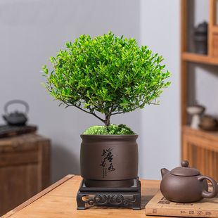 小叶赤楠文竹清香胡椒木中式陶瓷盆景绿植室内客厅好养活四季常青