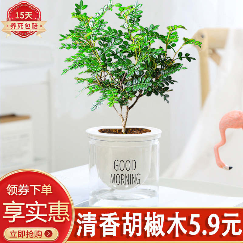 清香胡椒木盆栽室内净化空气好养