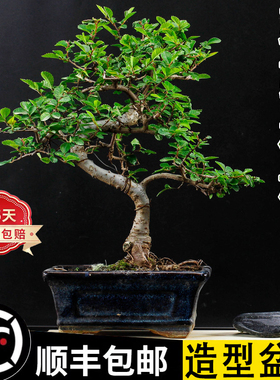 老桩小叶榆树造型盆景绿植室内书房桌面好养四季常青美观懒人陶瓷