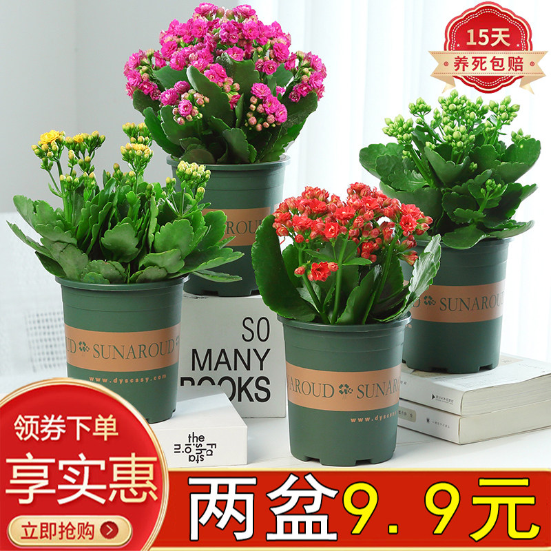 长寿花盆栽绿植室内阳台好养活耐旱四季开花多肉带花苞金狐狸重瓣