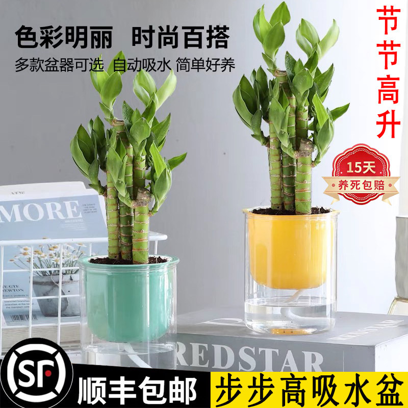 步步高节节高升富贵竹盆栽绿植花卉室内客厅办公水培好养净化空气