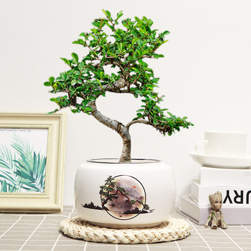 榆树盆栽绿植老桩小叶造型盆景室内书房桌面好养易活四季常青美观,鲜花速递/花卉仿真/绿植园艺,绿植,淘宝优惠券,粉丝福利购,淘宝优惠卷