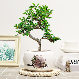 榆树盆栽绿植老桩小叶造型盆景室内书房桌面好养易活四季常青美观