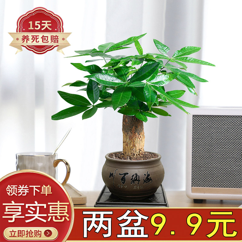 发财树办公桌前台四季常青陶瓷盆