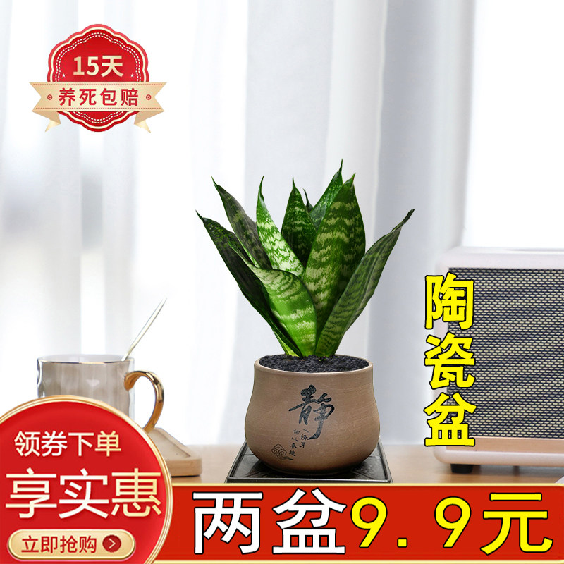 虎皮兰卧室办公室四季常青陶瓷盆