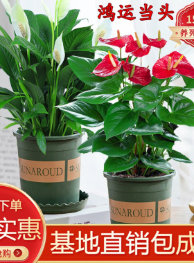红掌鸿运当头盆栽绿植花卉室内客厅办公好养易活水培白掌一帆风顺