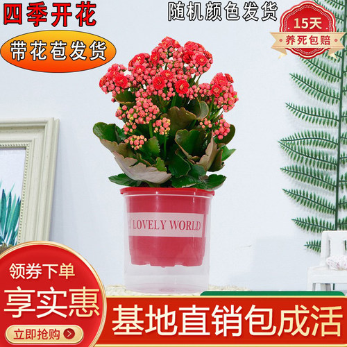 长寿花室内办公水培好养带花苞
