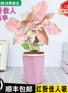 红粉佳人彩叶芋合果芋粉色恋人盆栽绿植花卉室内办公桌面水培好养