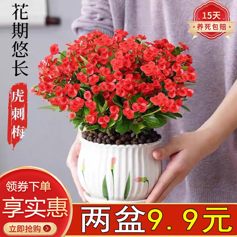 铁海棠虎刺梅阳台四季开花好养活
