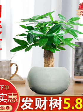 发财树盆栽绿植室内客厅好养活美观净化空气陶瓷盆景招财寓意单杆