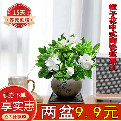 栀子花书房茶几观赏陶瓷盆好养