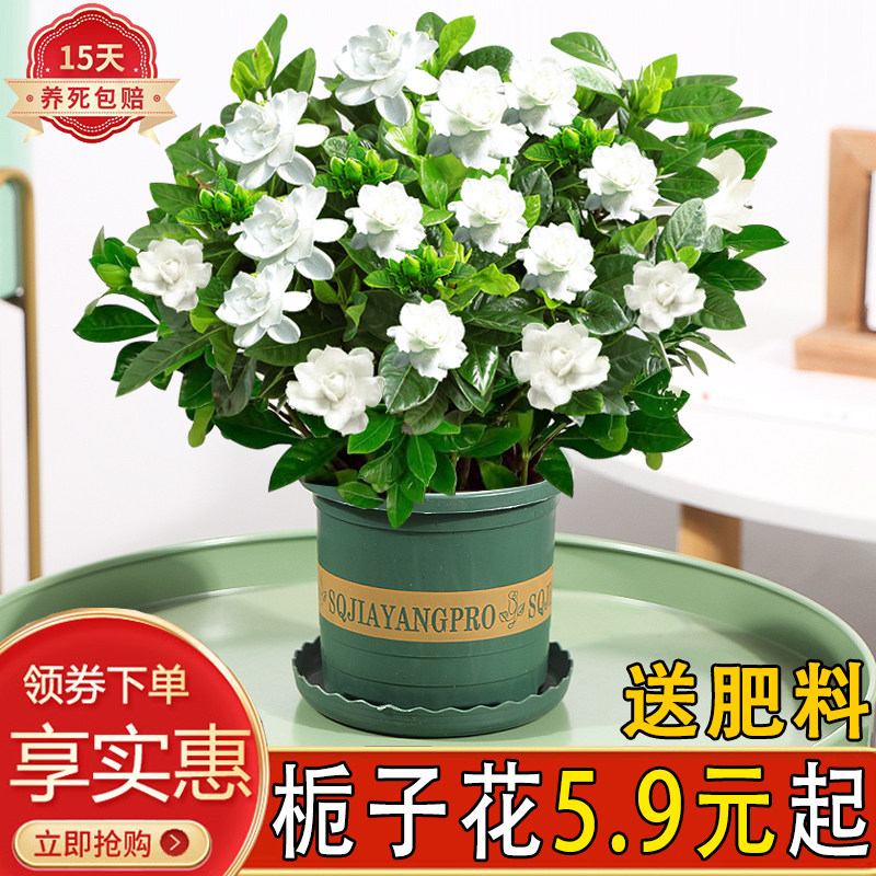 栀子花花卉室内带花苞浓香型好养