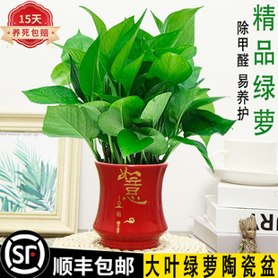 绿萝大叶长藤盆栽绿植花卉室内办公桌面好养净化空气除甲醛防辐射