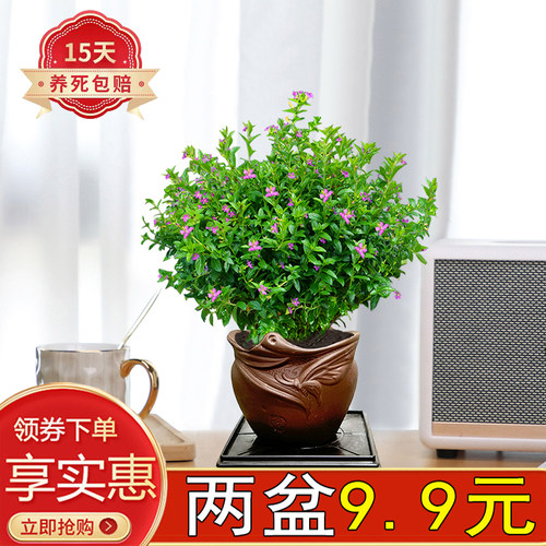 满天星客厅书房四季开花陶瓷盆
