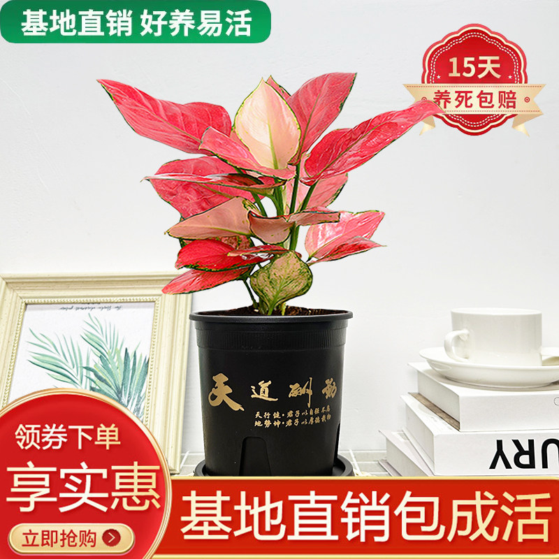 吉利红客厅书房四季红火懒人绿植