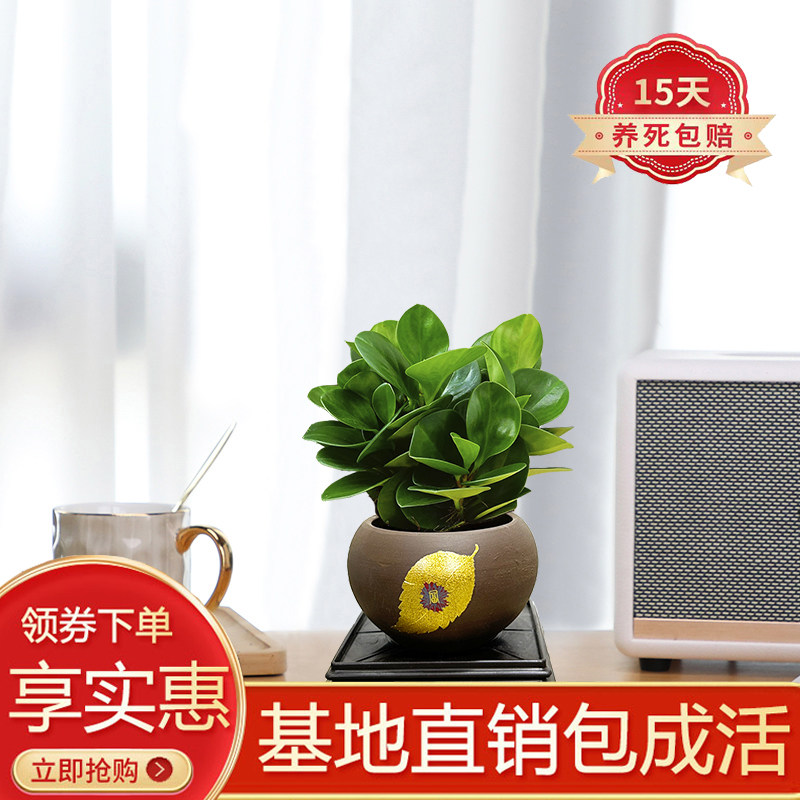 碧玉客厅书房四季常青陶瓷盆好养
