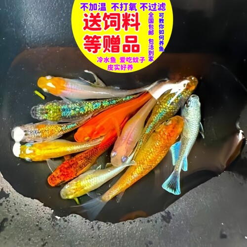 精品观背青锵5条4元送饲料好养