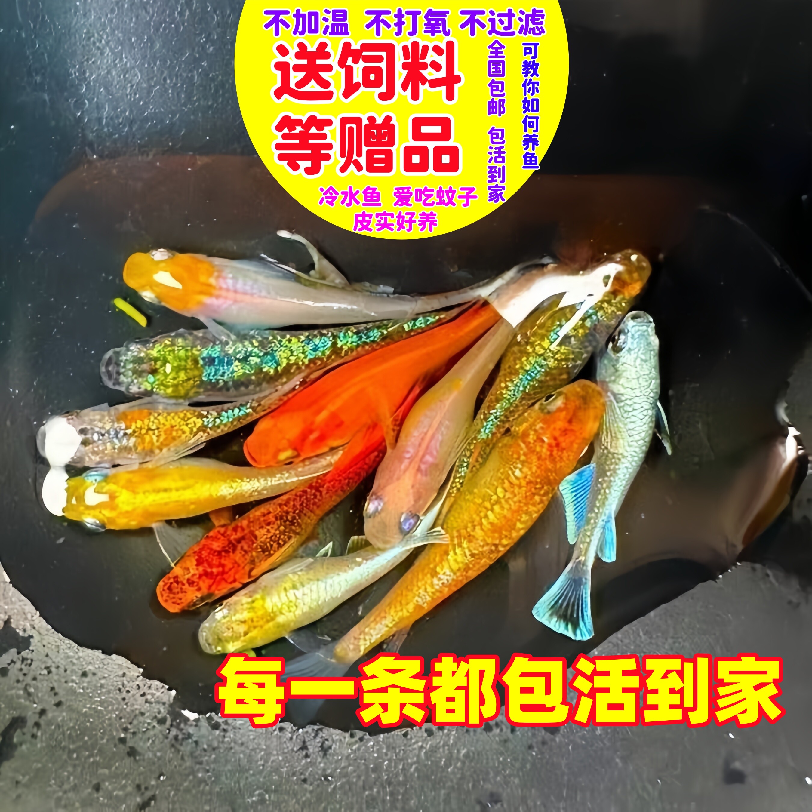 观背青鱂送饲料生态缸观赏鱼青锵鱼冷水鱼不打氧小型室内好养小鱼