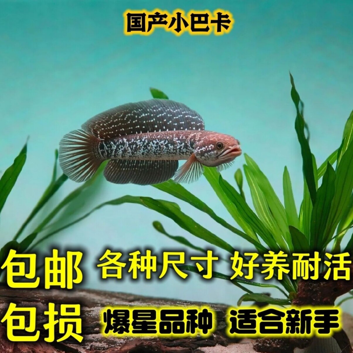 猛鱼雷龙鱼观赏鱼包活到家送饲料淡水鱼自来水耐活好养七星鱼迅游