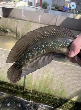 雷龙鱼送饲料猛鱼观赏鱼包活到家淡水鱼七星鱼迅游自来水耐活好养