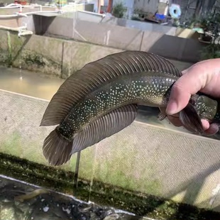 雷龙鱼送饲料猛鱼观赏鱼包活到家淡水鱼七星鱼迅游自来水耐活好养