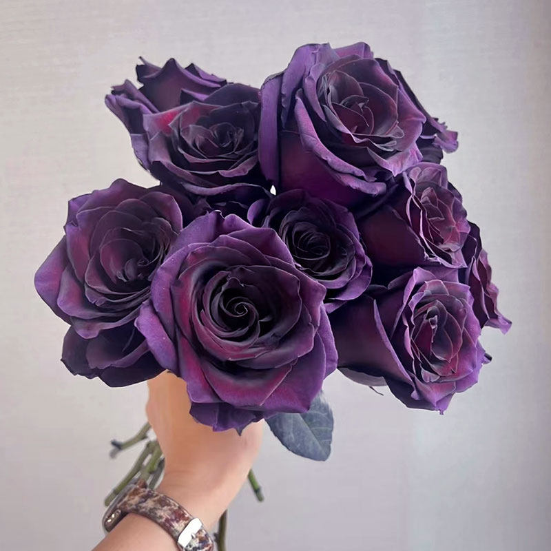 厄瓜多尔进口高端染色PLUM AMETHYST 李子玫瑰花速递送礼10支新品
