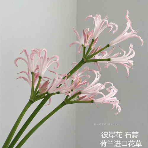 石蒜彼岸花价格 石蒜彼岸花图片 星期三