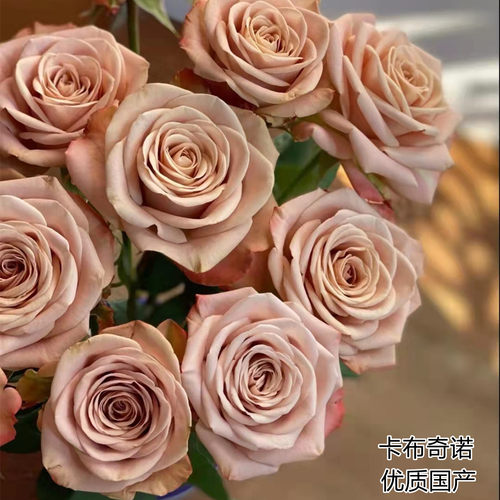 精品鲜花速递家庭用花种苗国产