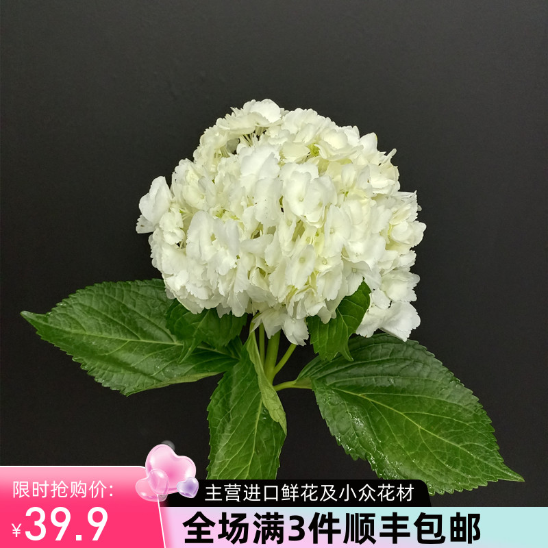 严选精品哥伦比亚进口花材鲜花速递全国白色绣球鲜切花1支