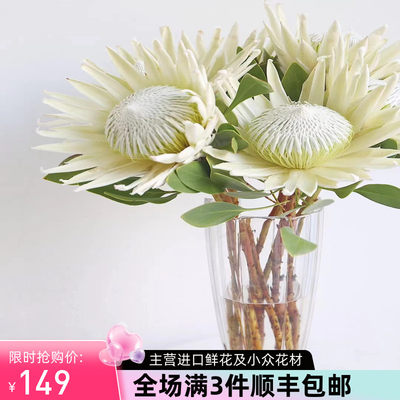 白色帝王花新品进口花材