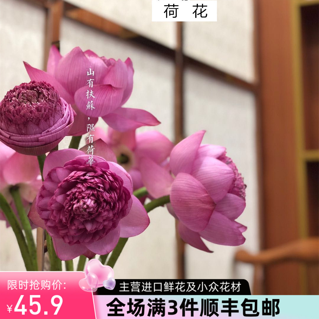 泰国莲花鲜花速递全国蟠桃重瓣白色粉色荷花莲蓬家庭用花5支新品